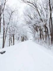 The Little Fox Spiri