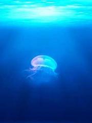 Rong Zhao, male, Nin