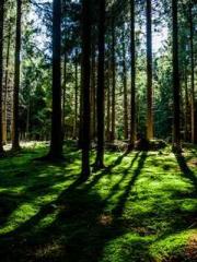 Super husband Lin Xi