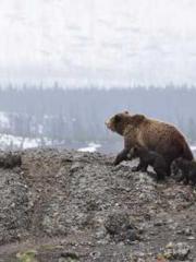 Eternal Sword Ancest