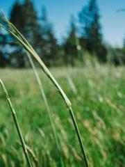 Professor Yan is goi