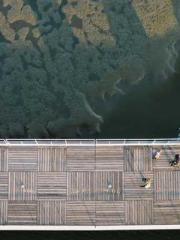 The Daring Wife of a