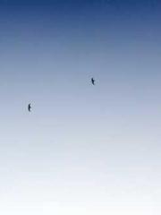 Rebirth of the Urban