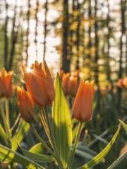 The  Princess  Rebor