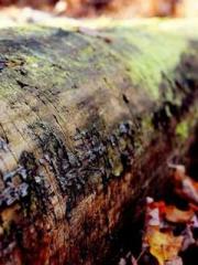 The Sovereign of the